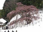 三春滝桜2010.4.17　Miharu waterfall cherry blossoms digest
